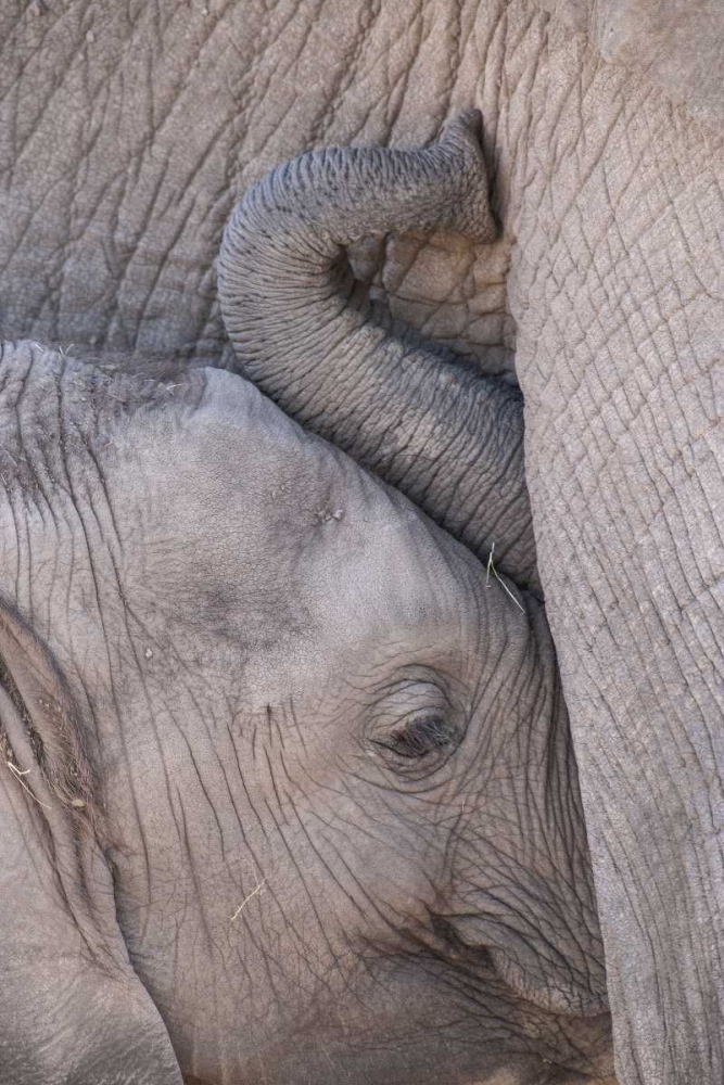 Kenya, Masai Mara Baby elephant nursing